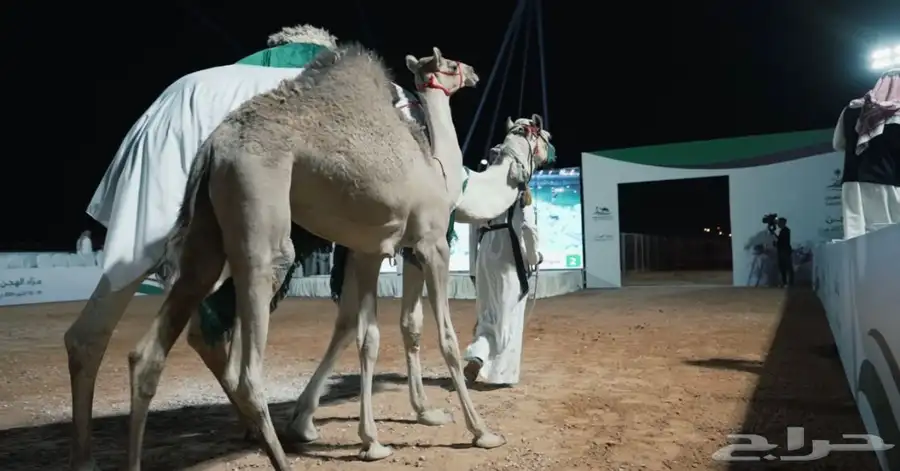 تنضيم مؤتمرات 8