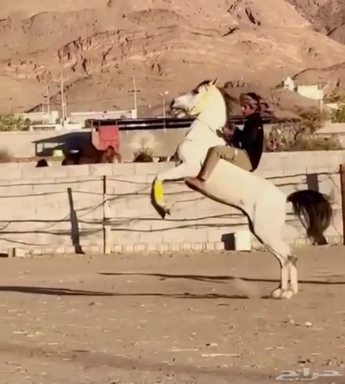 حصان شعبي شيخ 2