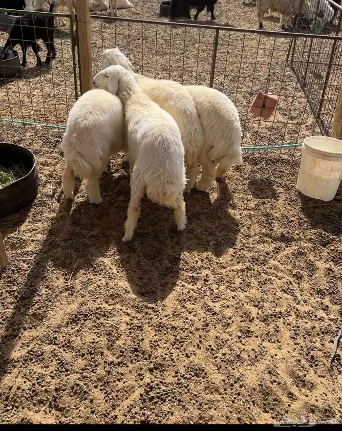 رخال حريات(( تممم البييع)) 1