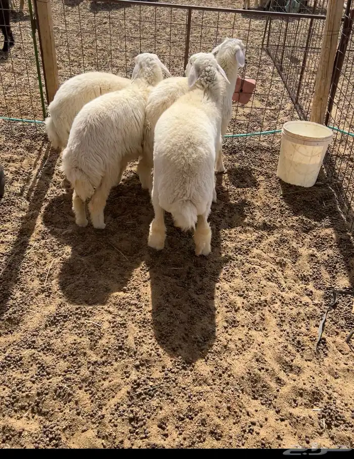 رخال حريات(( تممم البييع)) 0