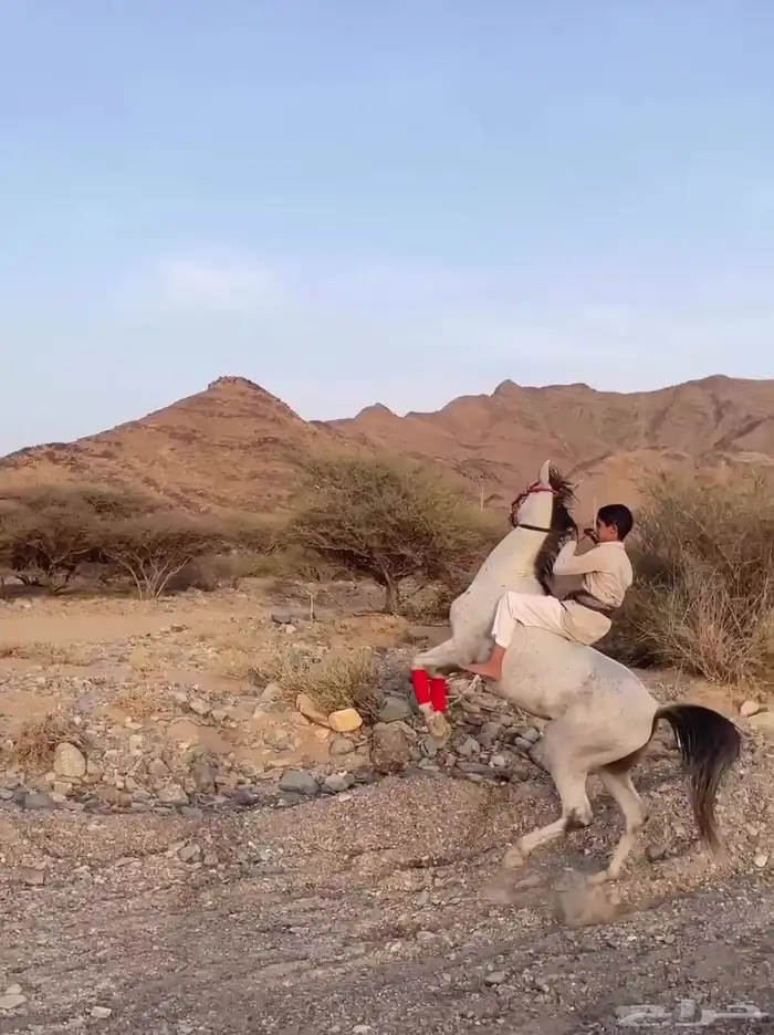 حصان شعبي شيخ 1