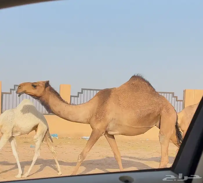 لقحه ثنو طيبه ( تم البيع ) 1