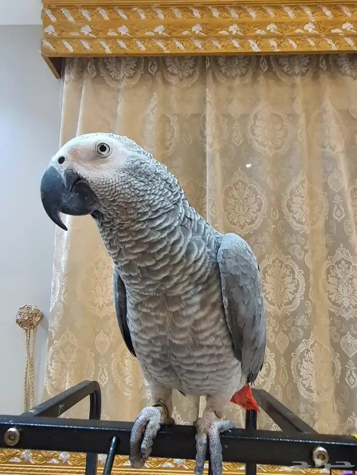 كاسكو 0