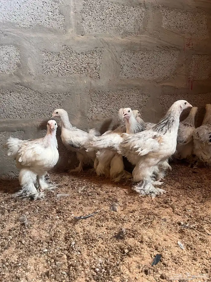 للبيع صوص براهما 2