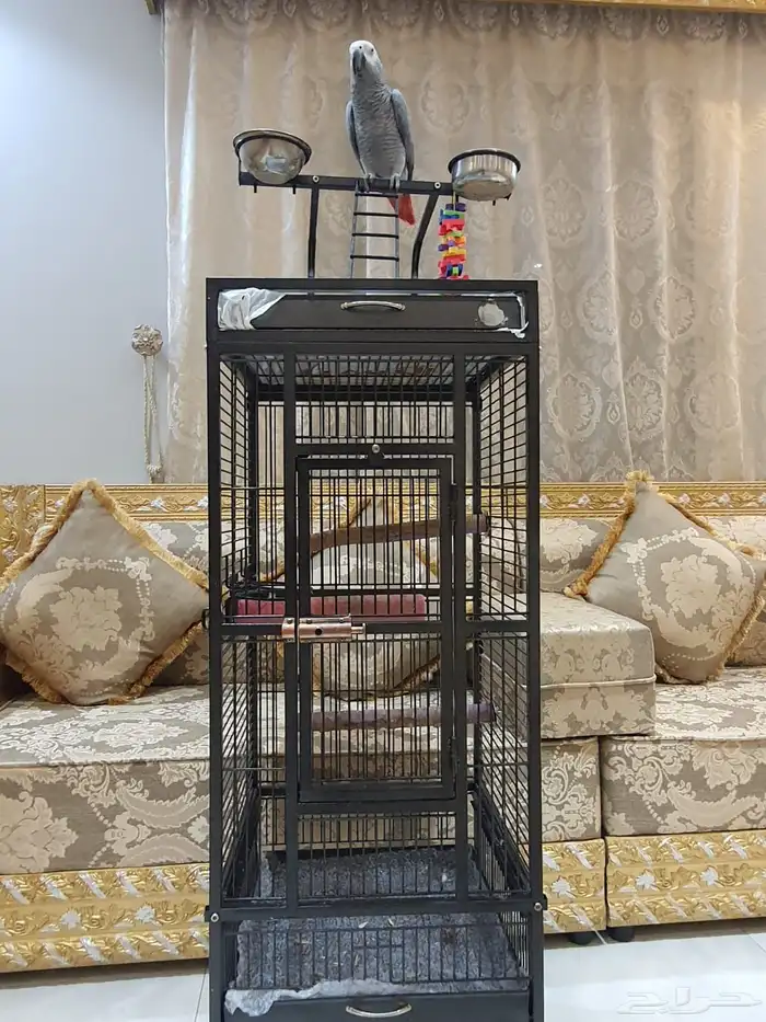 كاسكو 2