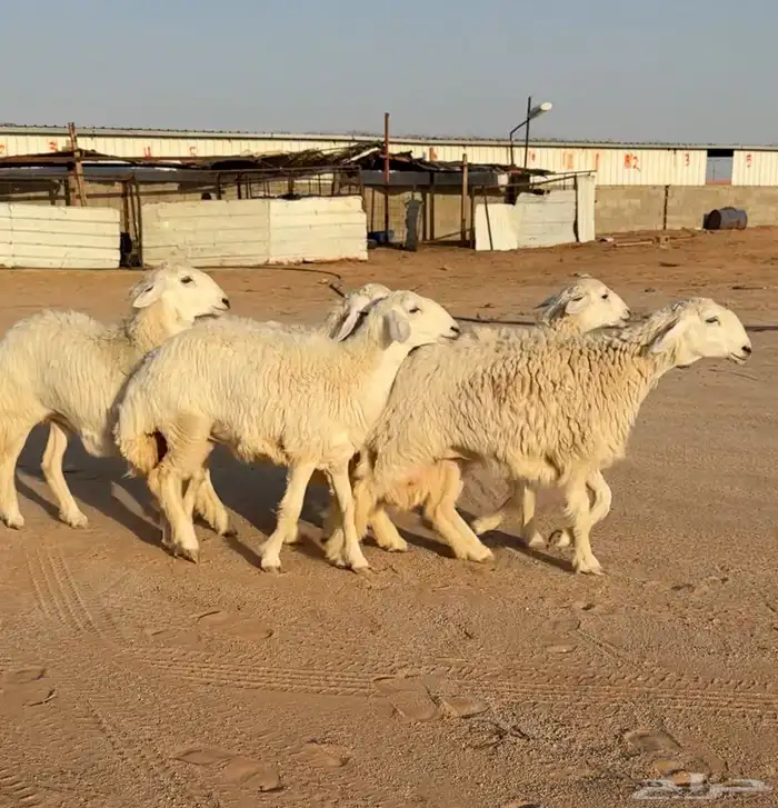 رخال حريات صنف فواخر 5 نوادر ((تمم البيعع)) 4