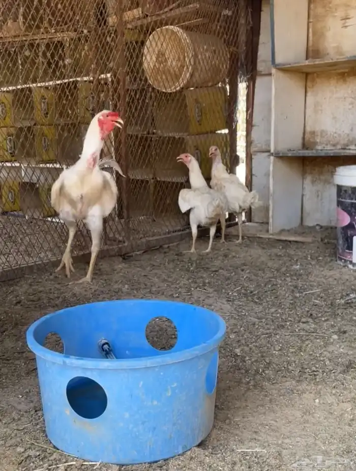 دجاج 3