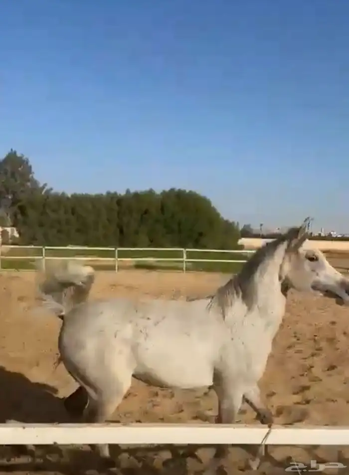 نانسي خيل مهر مصري - مواليد مزرعه الفنان عمر دياب 5