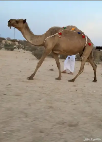 ناقه صفرا خلفه كفو ( تممم البيييع ). 2