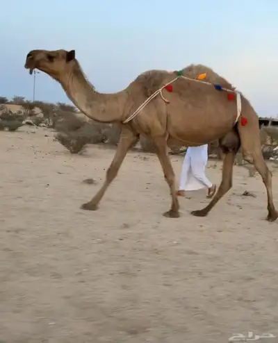ناقه صفرا خلفه كفو ( تممم البيييع ). 0