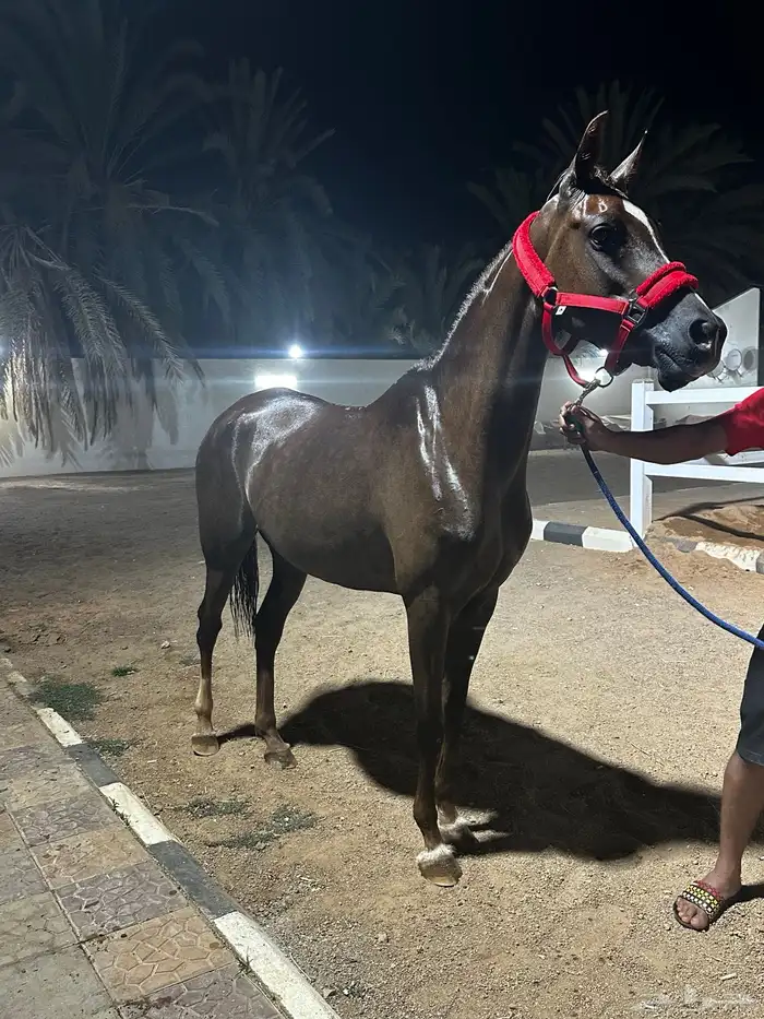 فرس شعبية حاضنة او ركوب او رمكة 0