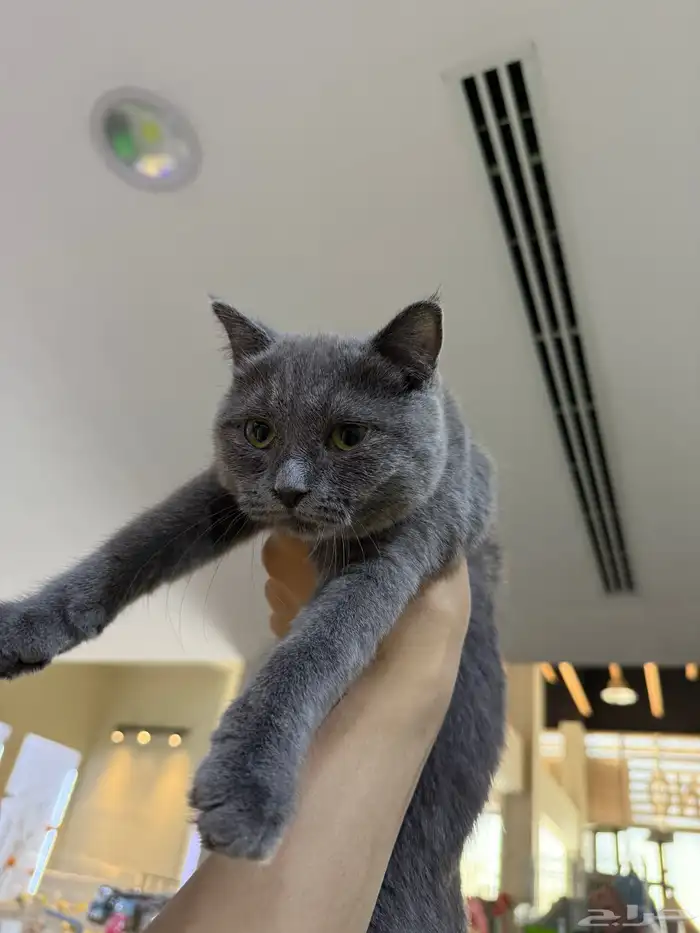 يوجد لدينا قطط للبيع 7