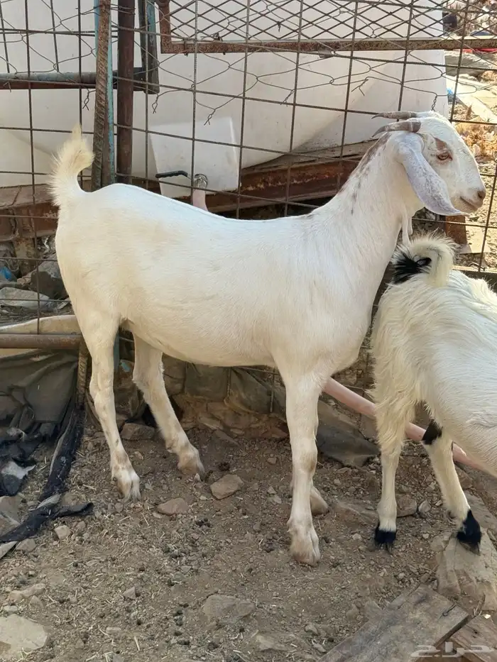 تدور ذبائح من حلال شايب ومن غنمه ومن مراحه ادخل 15