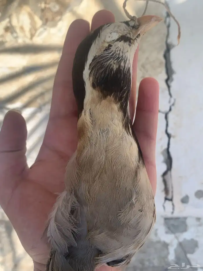 معراف للبيع 0