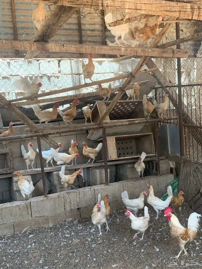 دجاج فيومي اورنج 1
