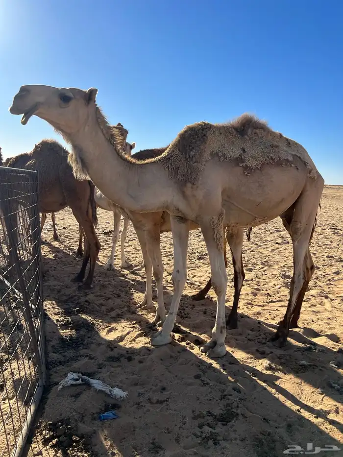 قعود اشقح حق يدخل جذع 0
