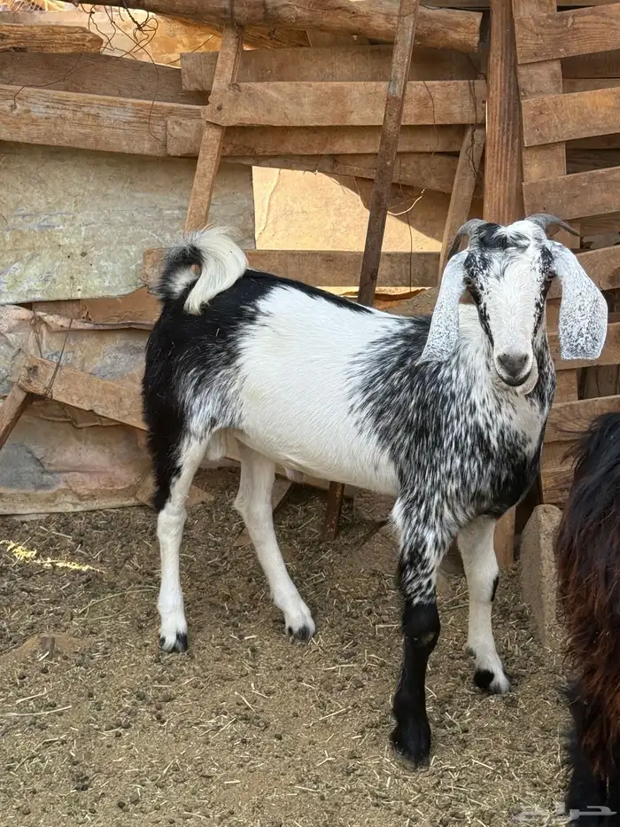 تدور ذبائح من حلال شايب ومن غنمه ومن مراحه ادخل 0