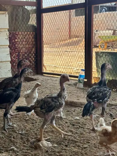 فروخ شامو للبيع 2