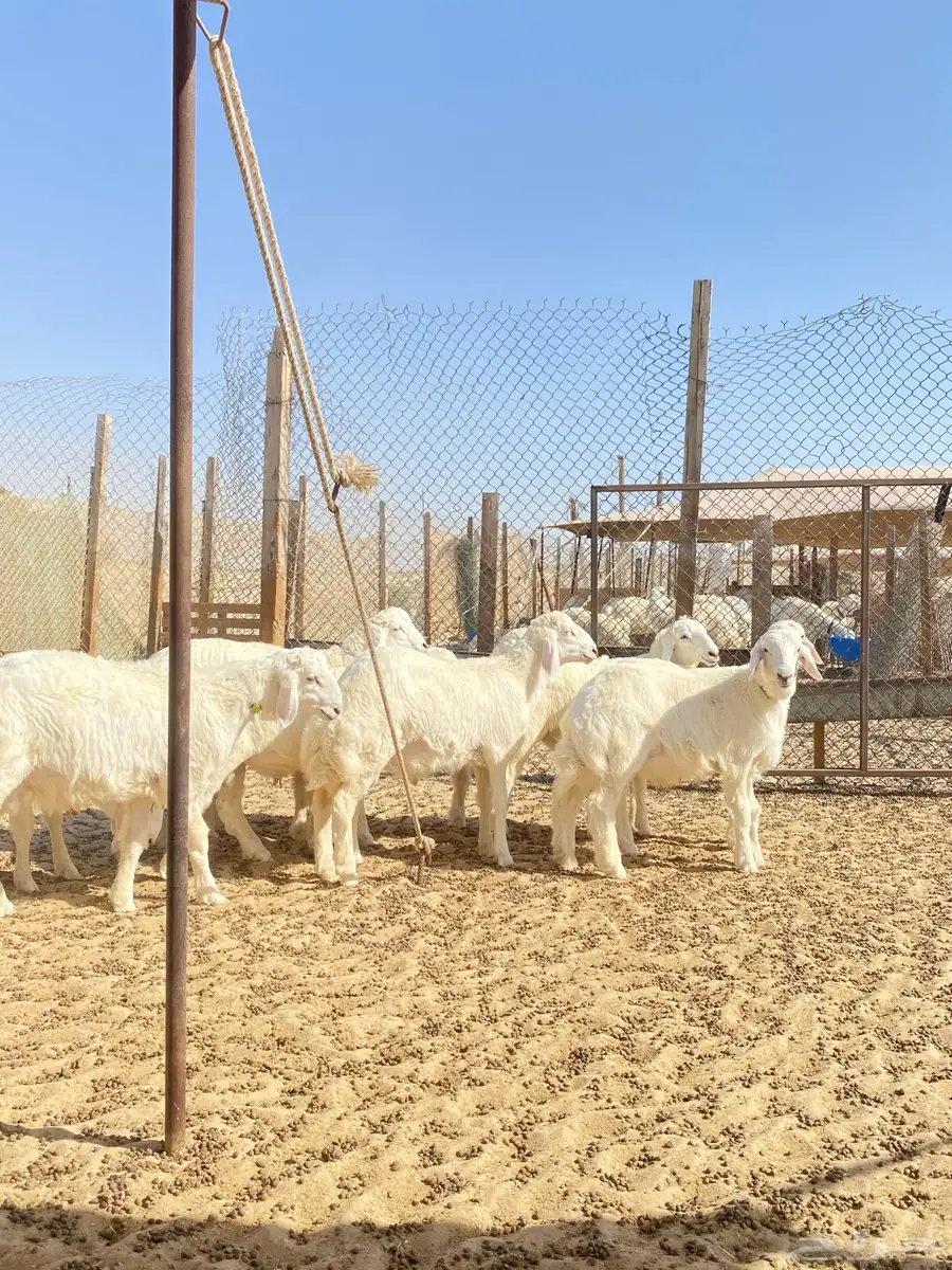 خرفان حريات 14