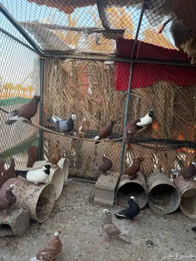 حمام 0