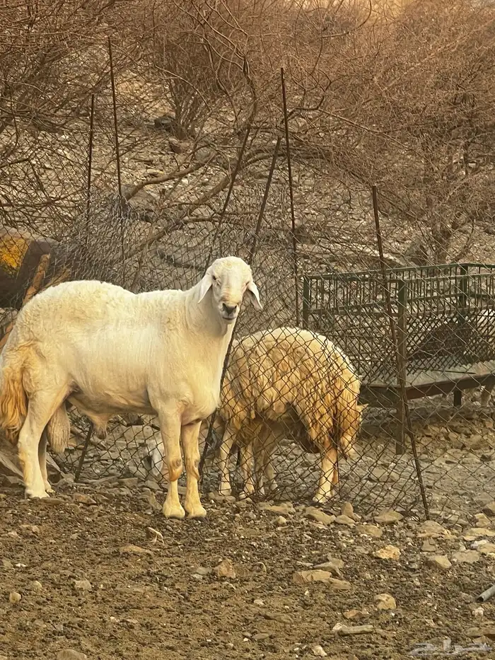مشروع فحل ابوه حلال براك الدعدي 1