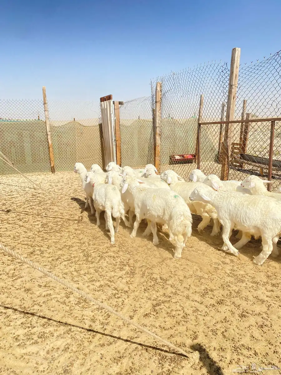 خرفان حريات 10