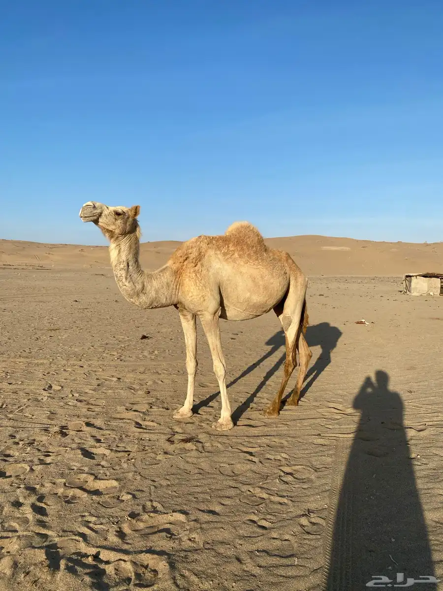 ناقه حره صافيه لقحه 1