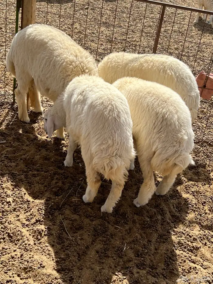 رخال حريات(( تممم البييع)) 2