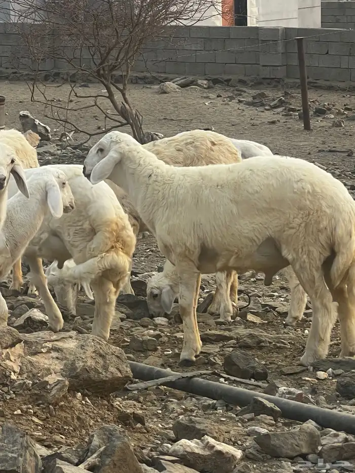 مشروع فحل ابوه حلال براك الدعدي 0