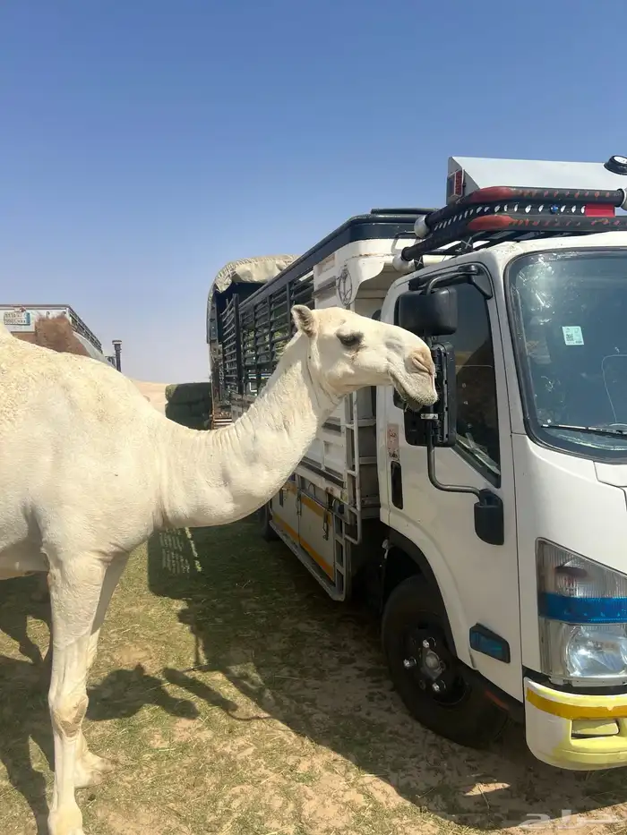 دينا نقل عفش 2