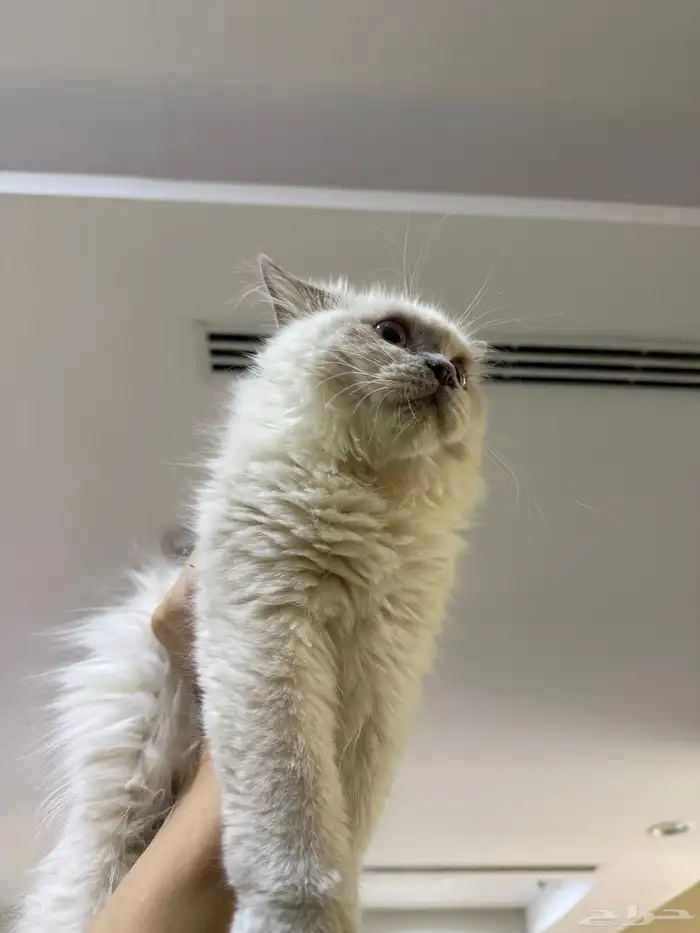 يوجد لدينا قطط للبيع 4