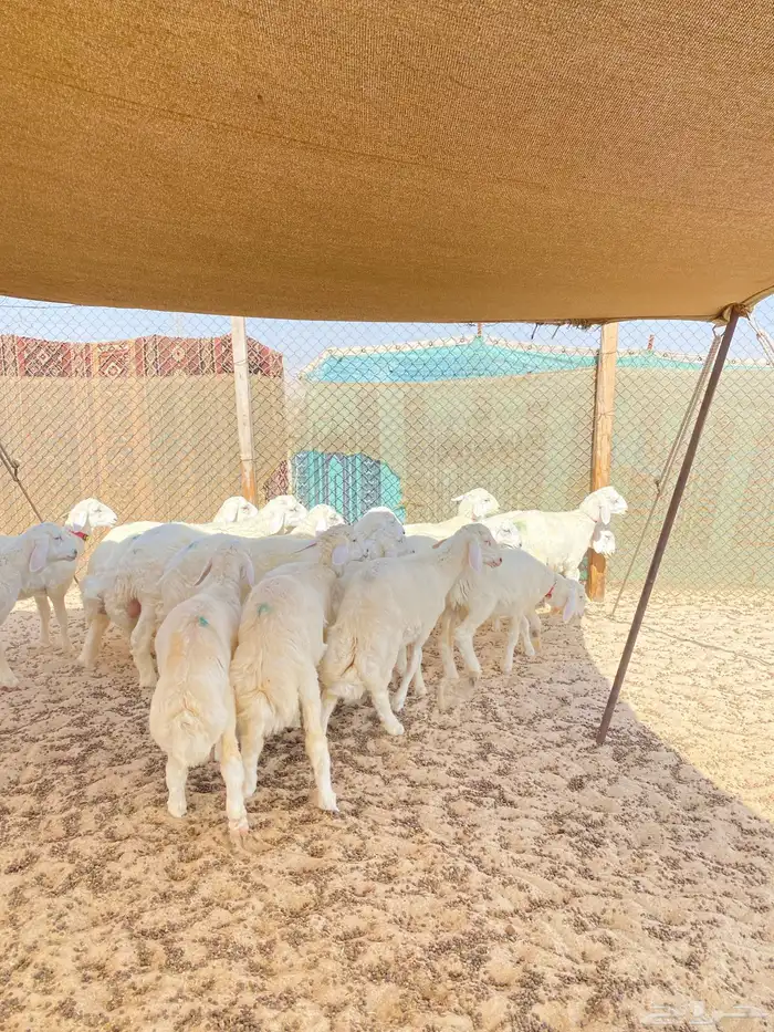 خرفان حريات 2