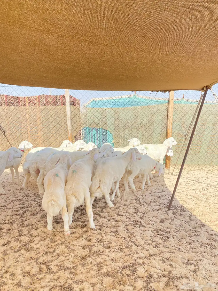خرفان حريات 2