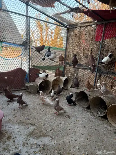 حمام 1