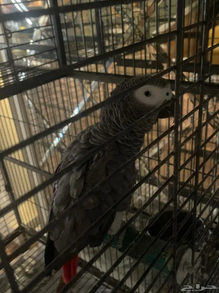 بغبغاء 0