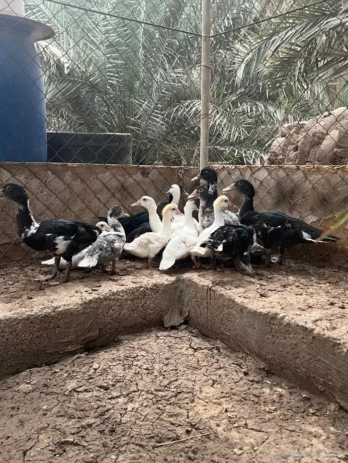 بط مصري 0