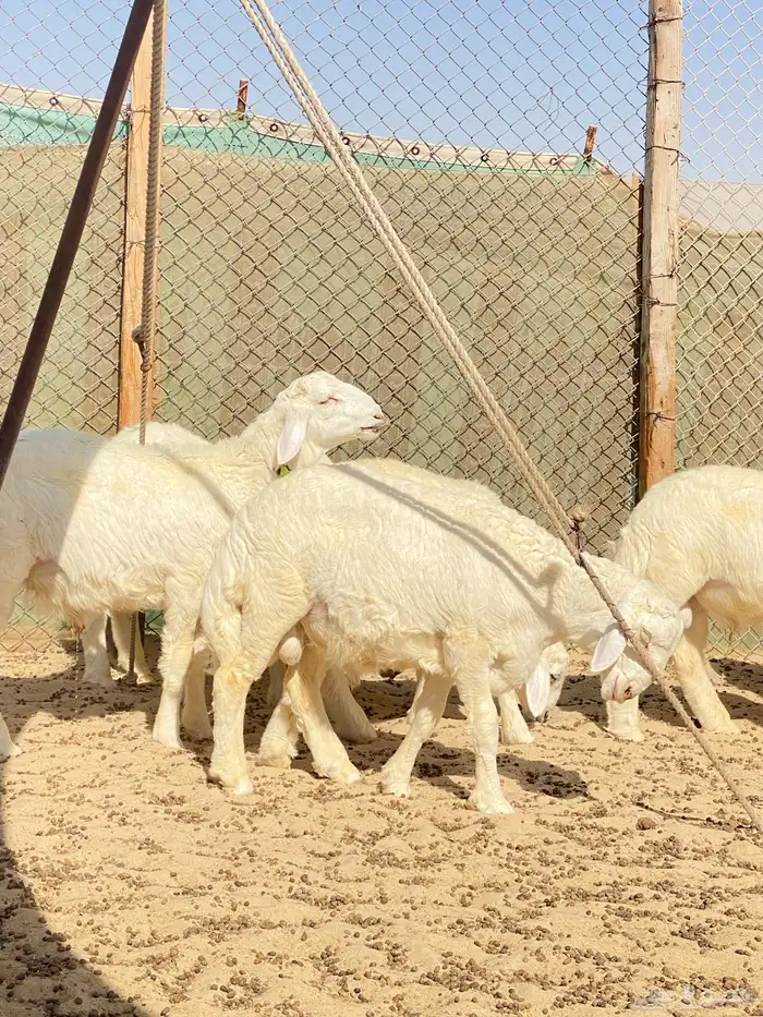 خرفان حريات 4