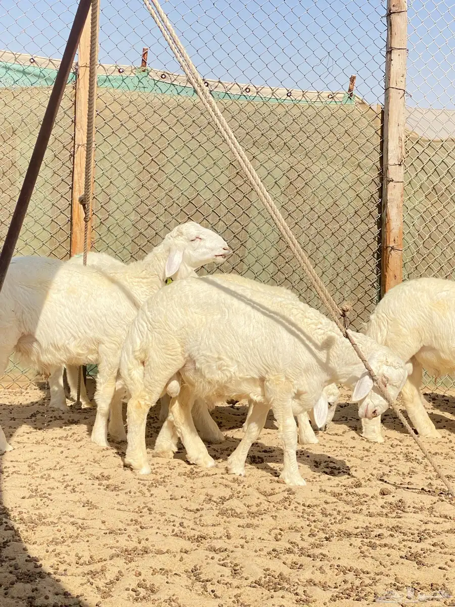 خرفان حريات 4