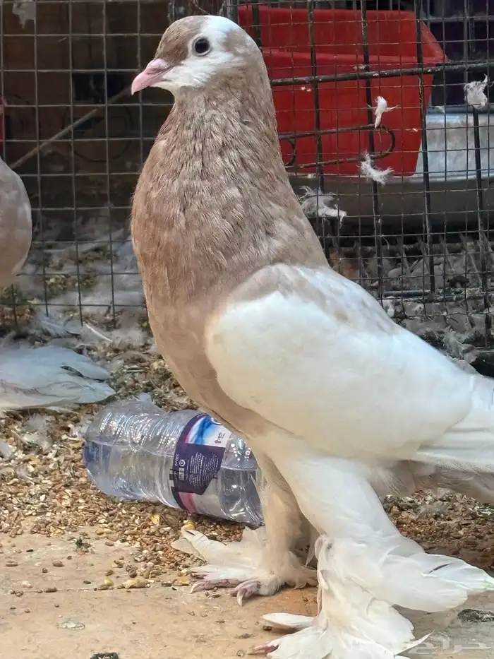 ذكر الله زين قولو ماشاء الله 0