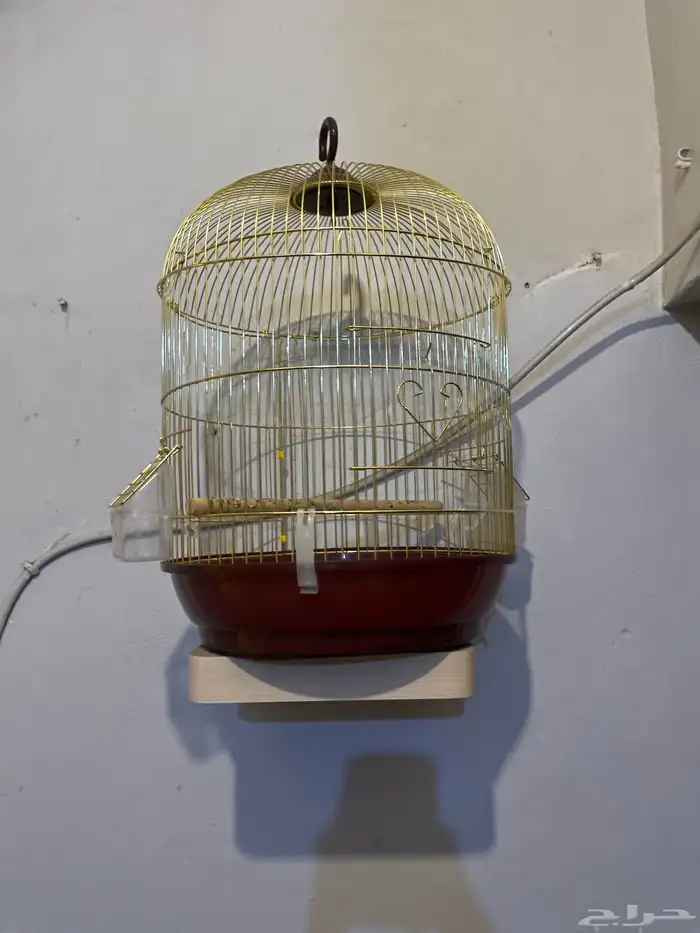 شبك للبيع طيور. مع شربات 0
