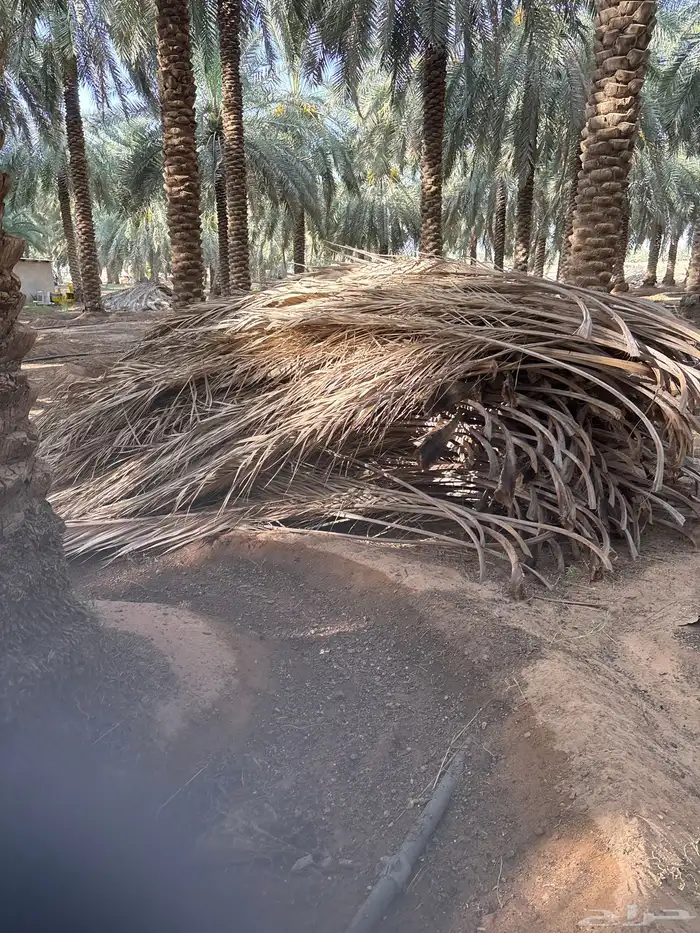 عسبان جريد نخل الدينا ب 100 3