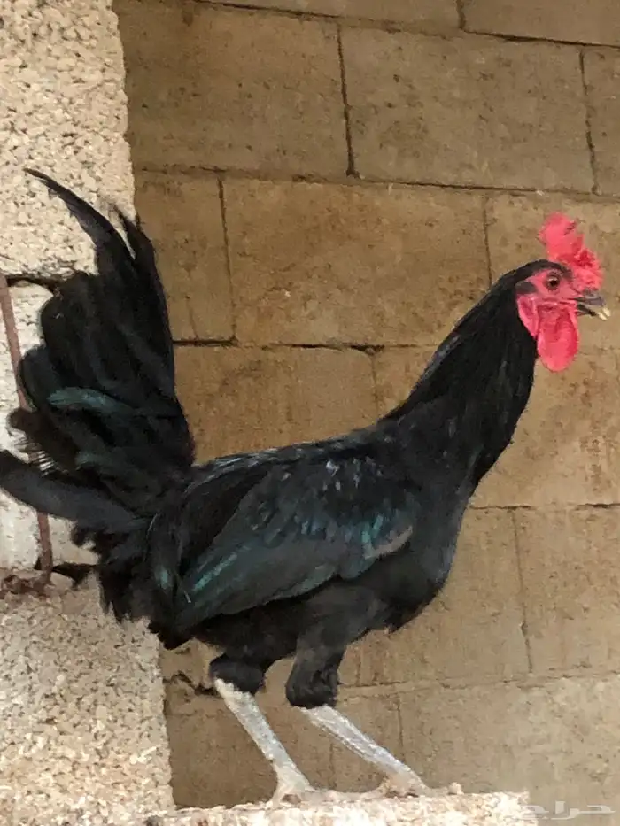 دجاج 2