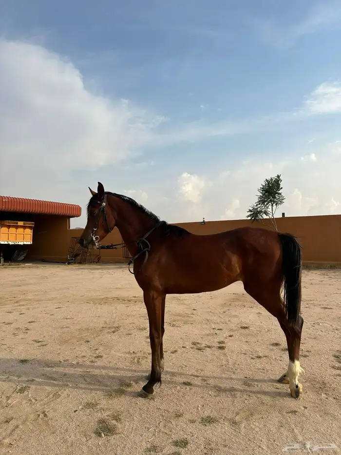 حصان شعبي كفو للبيع 0
