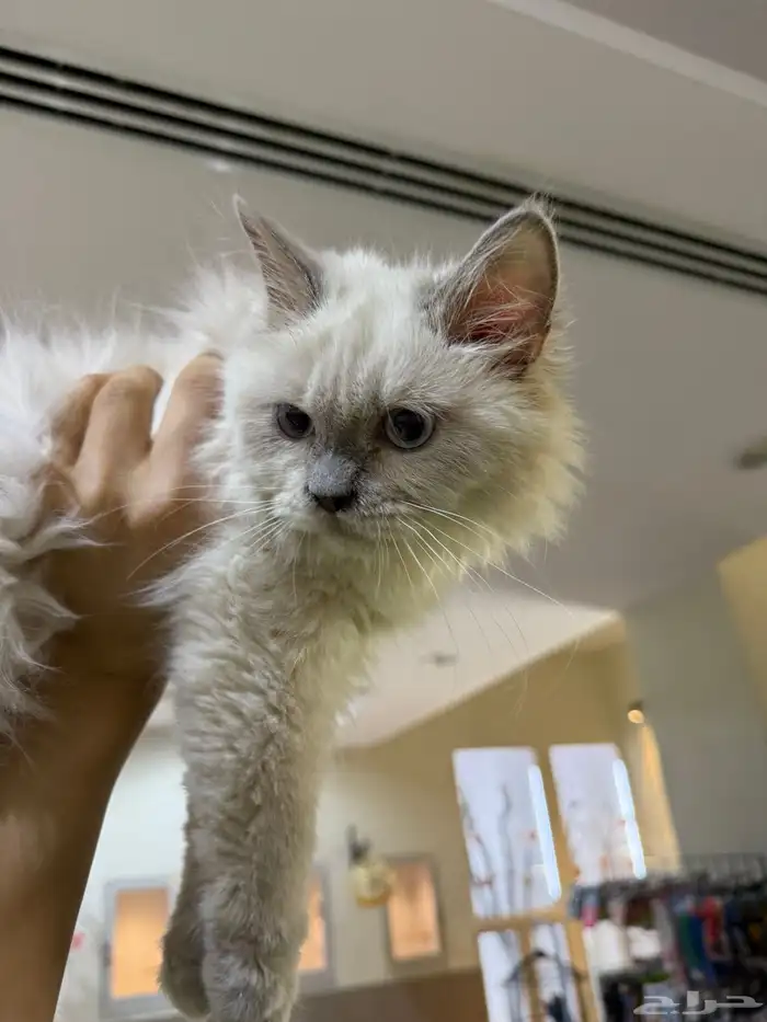 يوجد لدينا قطط للبيع 6