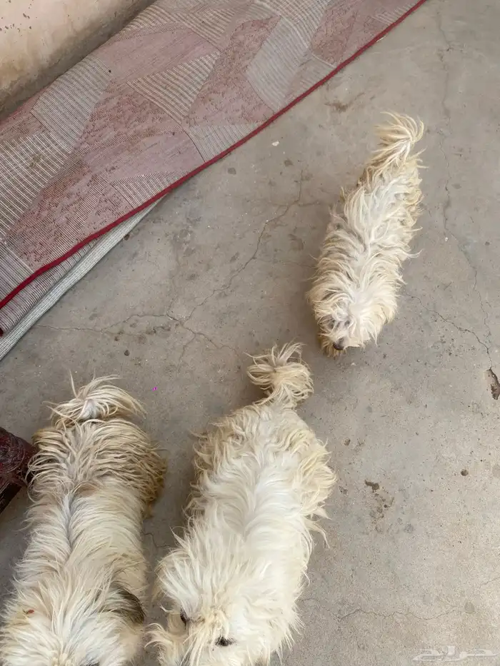 كلاب مغربيه وتونسيه اذا ما خاب ضني الاب مغربي والام تونسيه 3