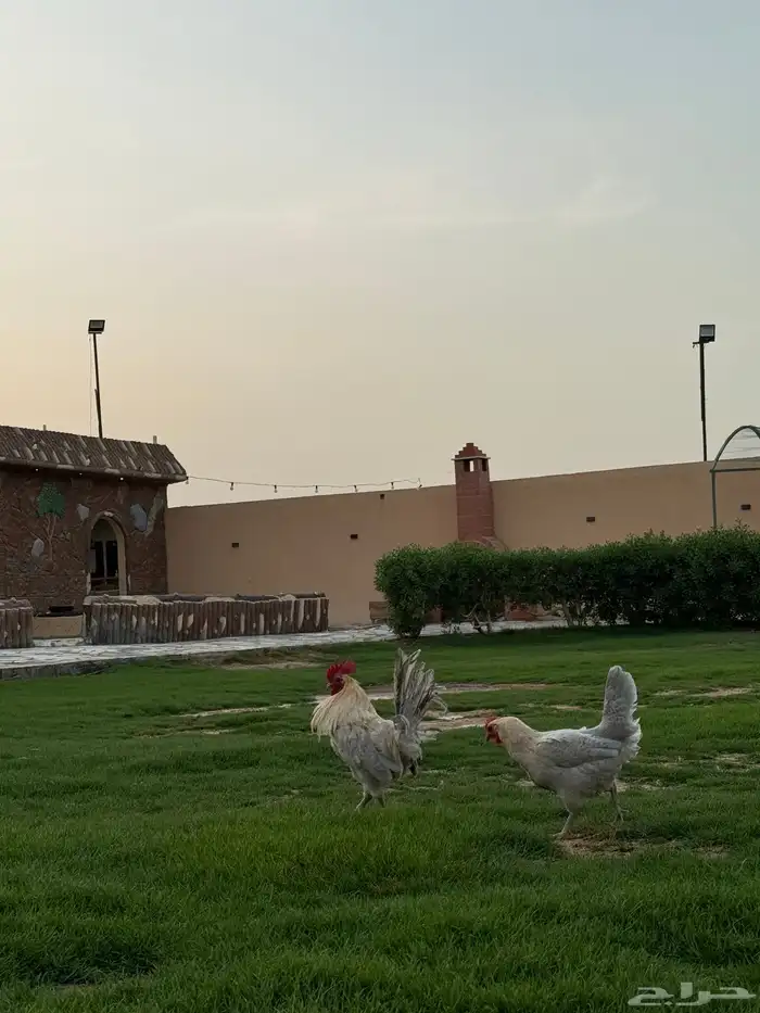 دجاج فيومي قولد منتج 3