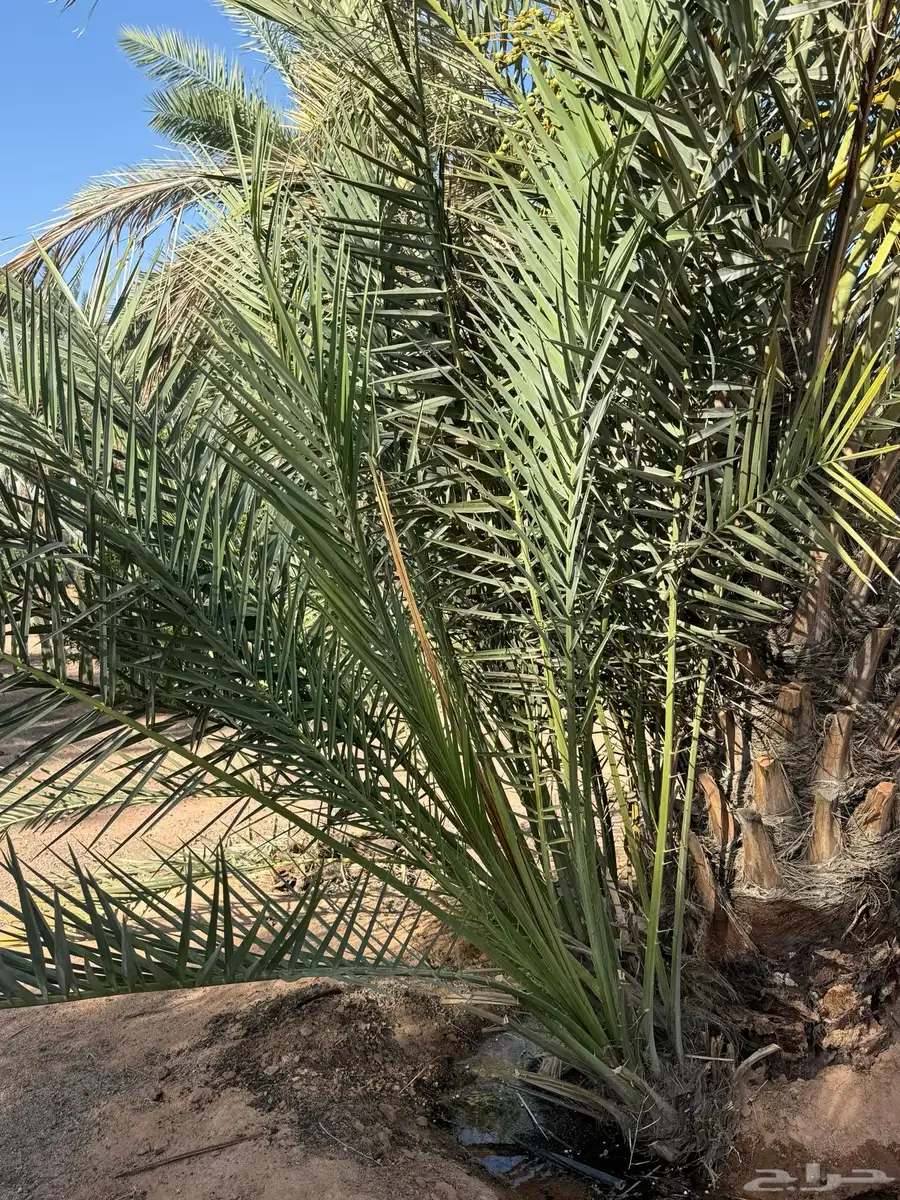 فروخ نخل 0