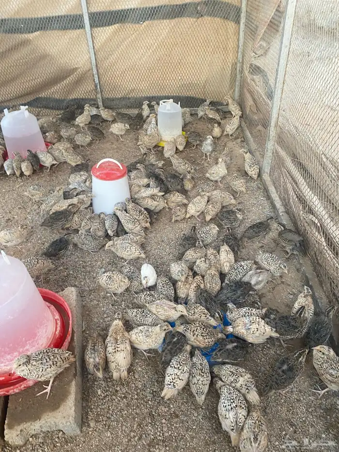 للبيع صوص سمان 0