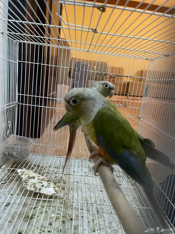 جوز كنيور 2