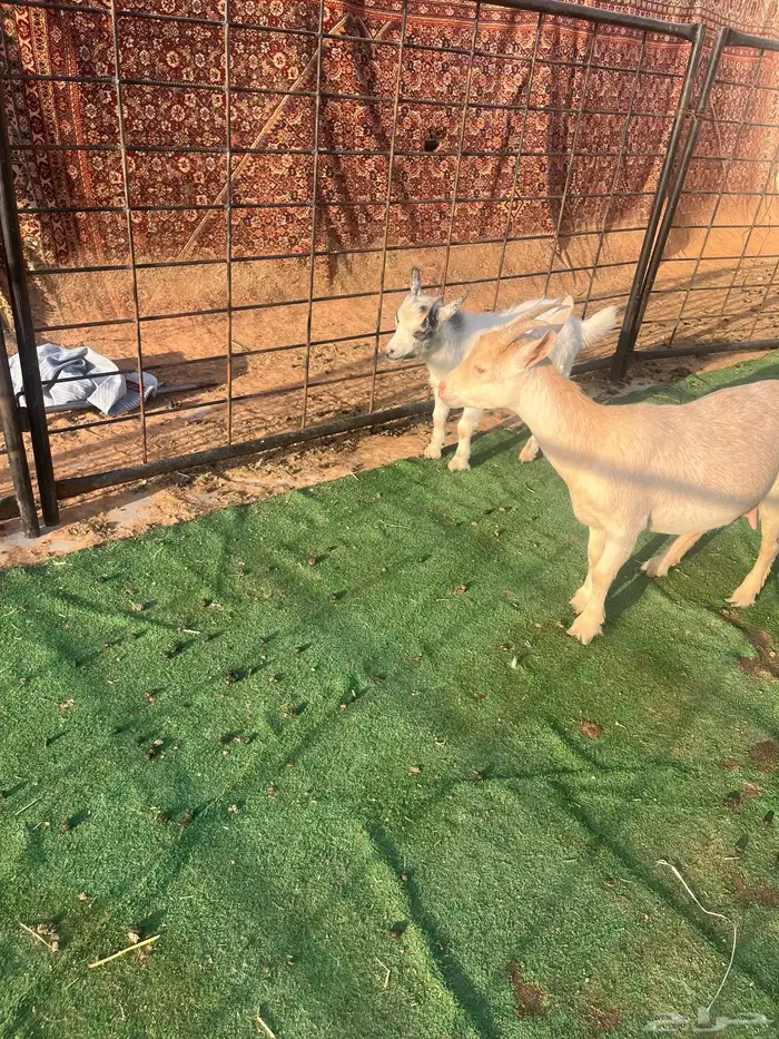 عنز قزمية 1